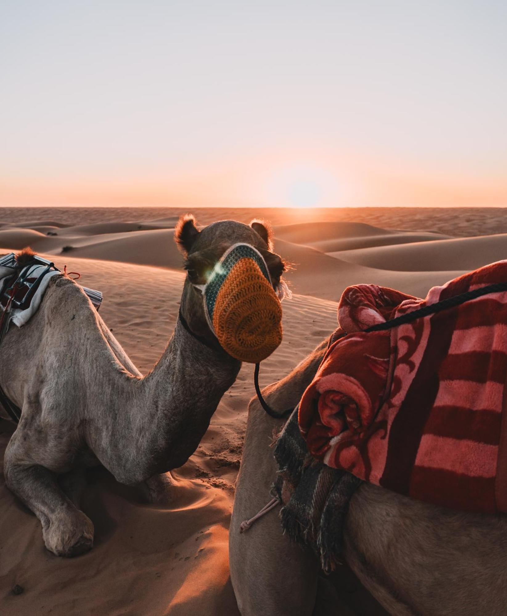 Hamood Desert Private Camp Al Wāşil Zewnętrze zdjęcie